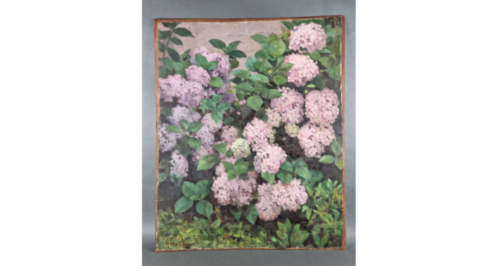 Hydrangea baues